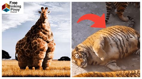 Tiger hindi na makabangon dahil sa katabaan .